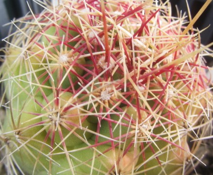 Thelocactus bicolor