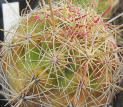 Thelocactus bicolor