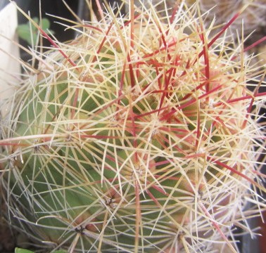 Thelocactus <br>bicolor