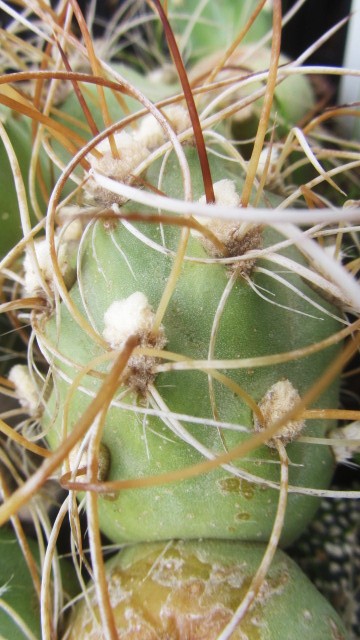 Opuntia zehnteri