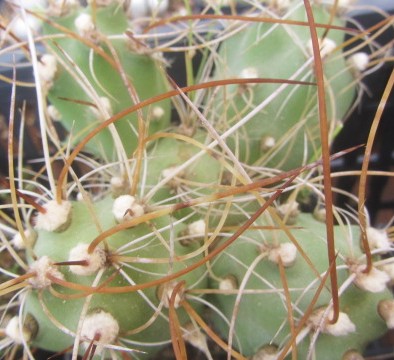 Opuntia <br>zehnteri