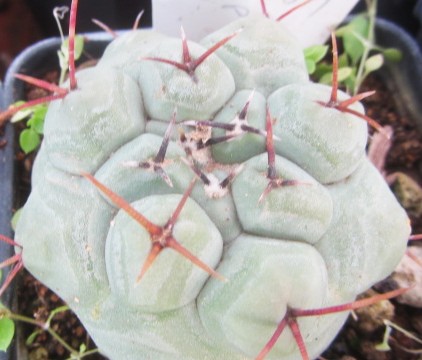 Thelocactus rinconensis polycephalus 