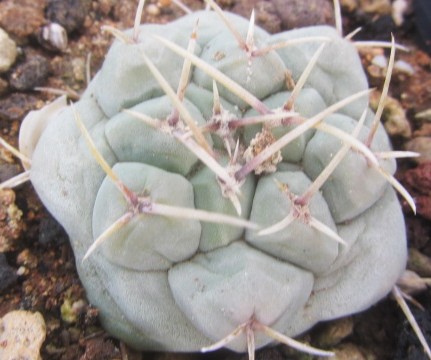 Thelocactus <br>rinconensis polycephalus 