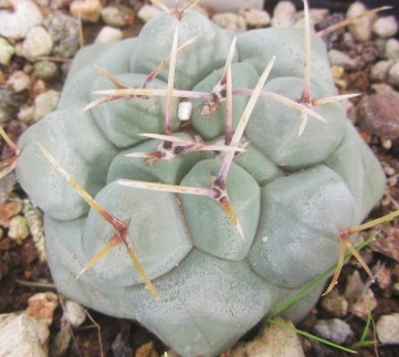 Thelocactus rinconensis polycephalus 