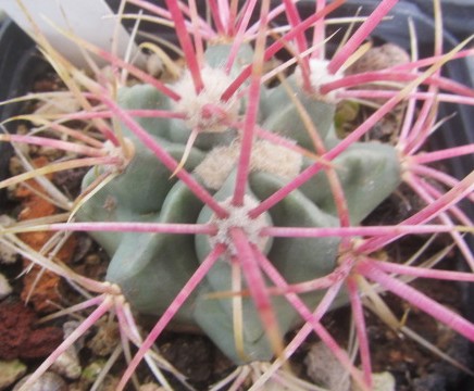 Echinocactus polycephalus xeranthemoides