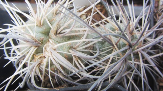 Tephrocactus alexanderi 