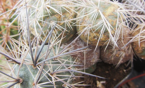 Tephrocactus alexanderi 