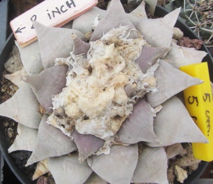 Ariocarpus <br>retusus furfuraces