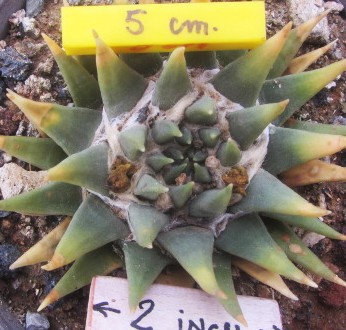 Ariocarpus <br>trigonus