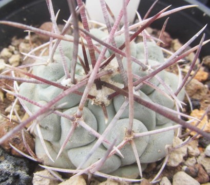 Thelocactus <br>rinconensis nidulans