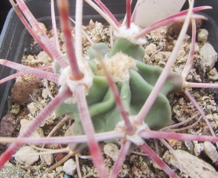 Echinocactus parryi