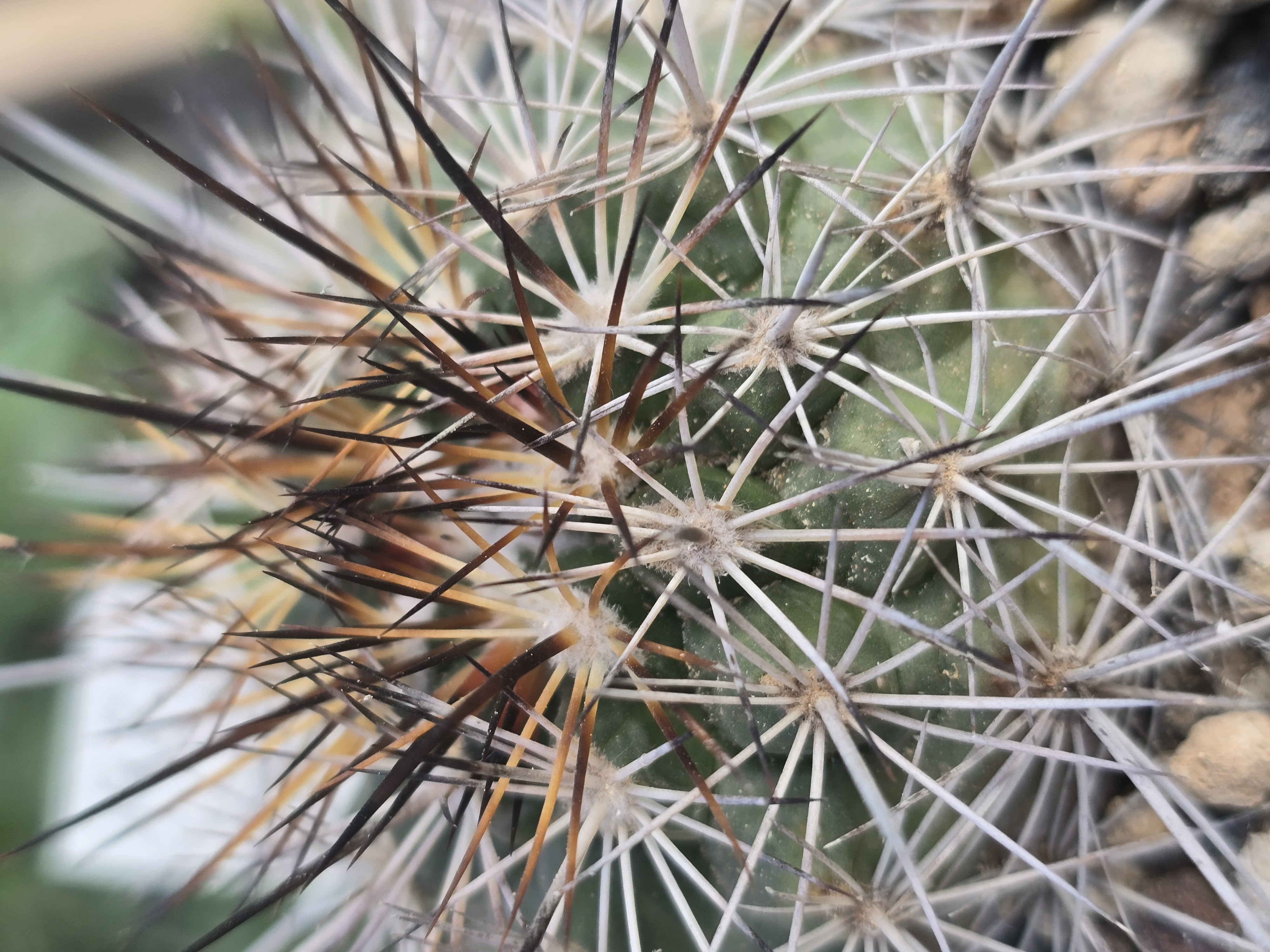 Turbinicarpus <br>horripilus