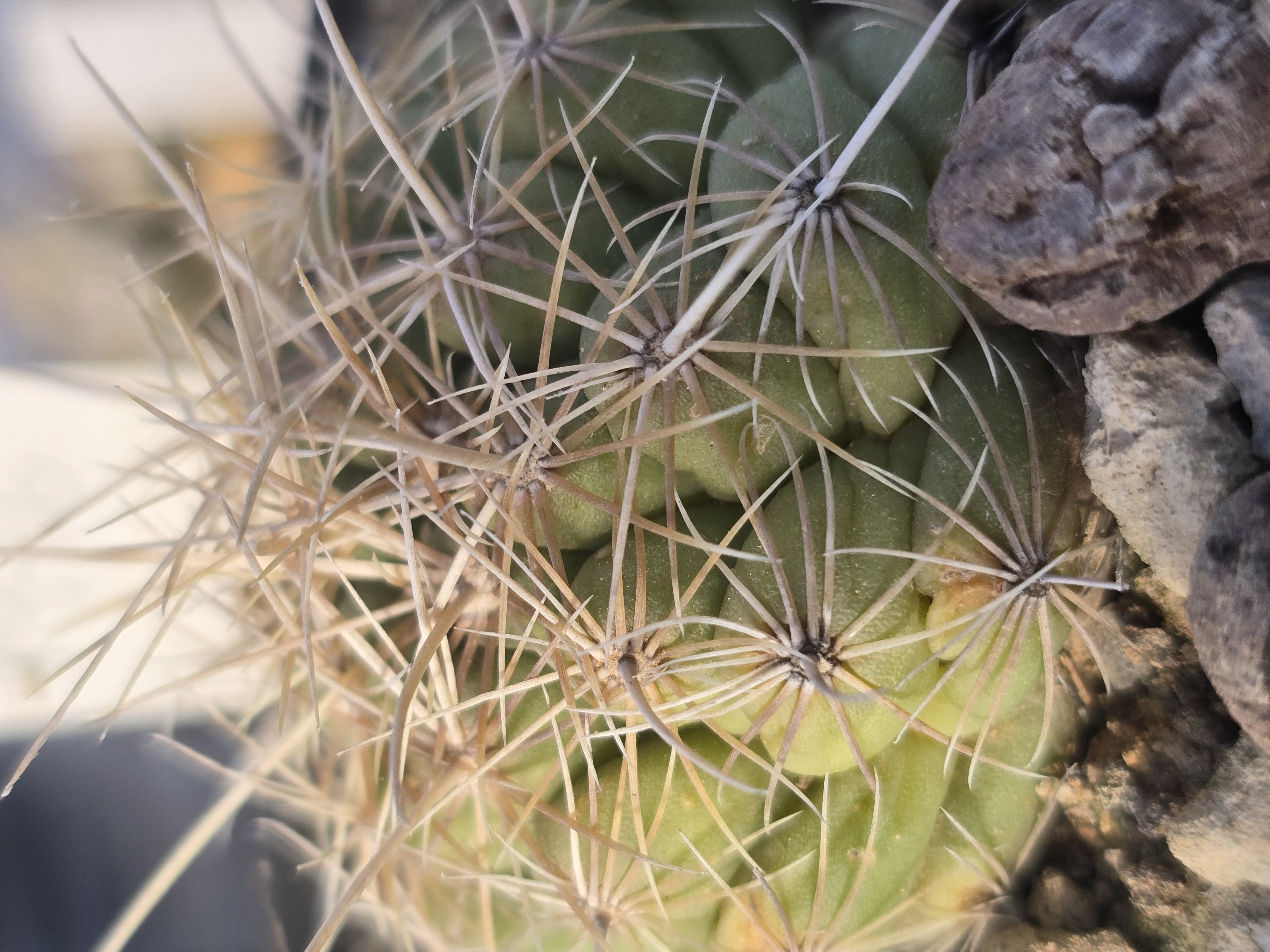 Thelocactus bicolor albiflorus