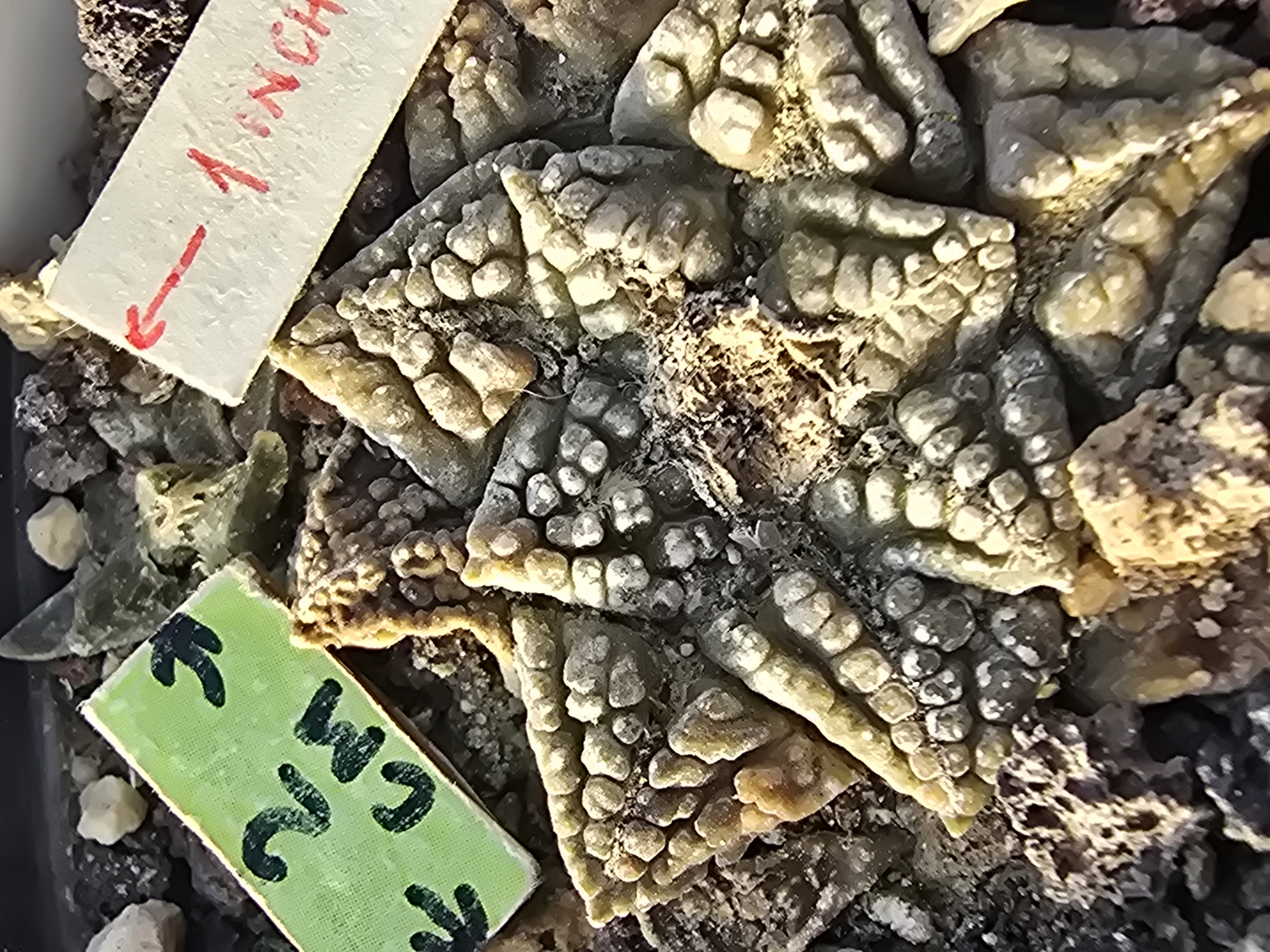 Ariocarpus <br>fissuratus fma