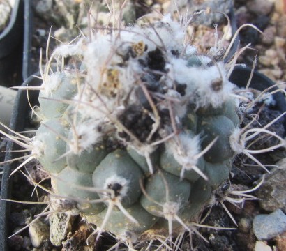 Turbinicarpus lophophoroides