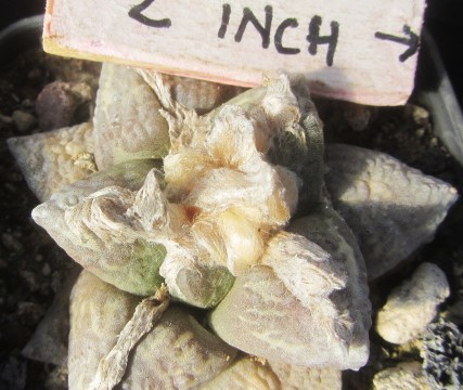 Ariocarpus <br>cv f2 lloydii x furfuraceus