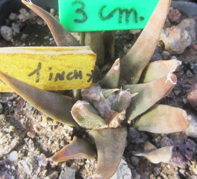 Ariocarpus <br>confusus 