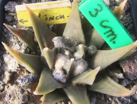 Ariocarpus confusus 