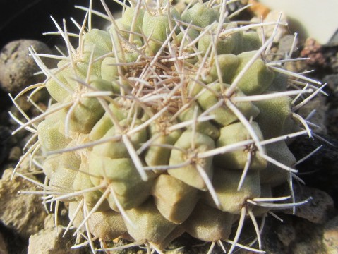 Copiapoa <br>ahremephiana