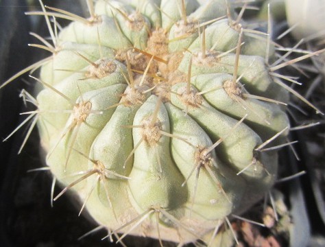 Copiapoa haseltoniana