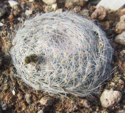 Mammillaria lenta