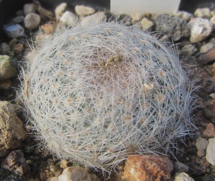 Mammillaria lenta