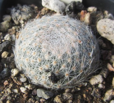 Mammillaria lenta