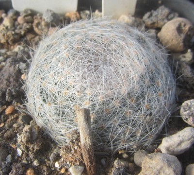 Mammillaria lenta