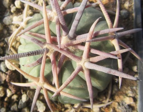 Echinocactus horizonthalonius