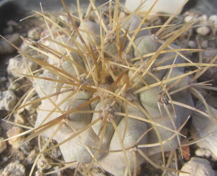 Copiapoa haseltoniana aff tenebrosa