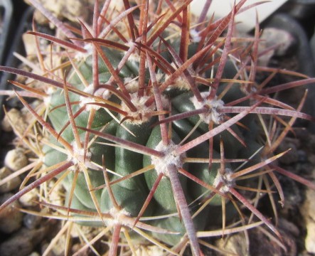 Ferocactus fordii fma