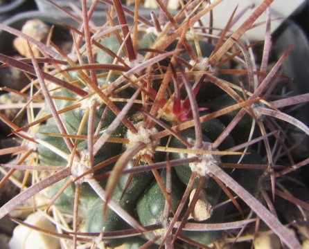 Ferocactus fordii fma