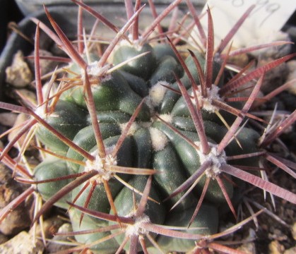 Ferocactus fordii fma