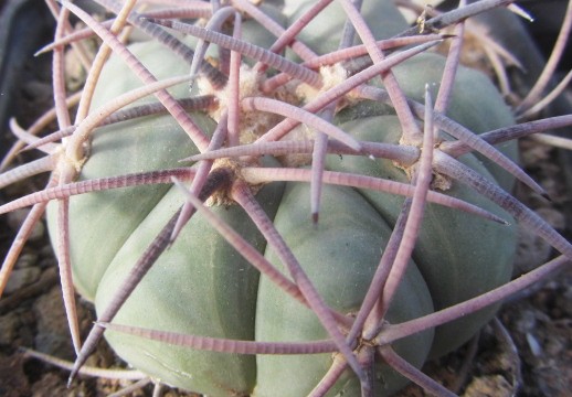 Echinocactus horizonthalonius