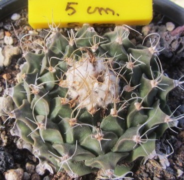 Obregonia denegri