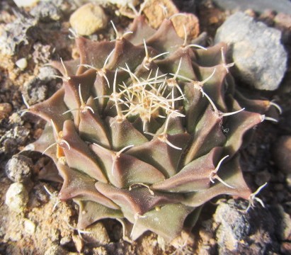 Obregonia denegri