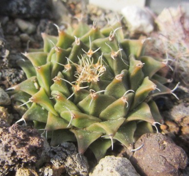 Obregonia denegri