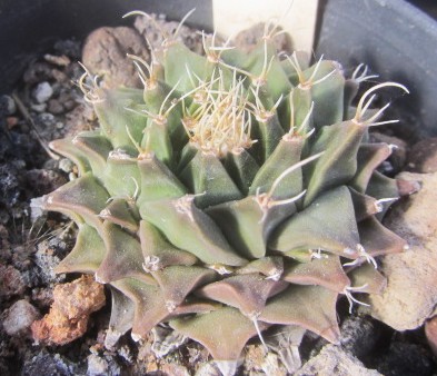 Obregonia denegri