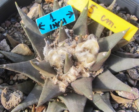 Ariocarpus <br>confusus 