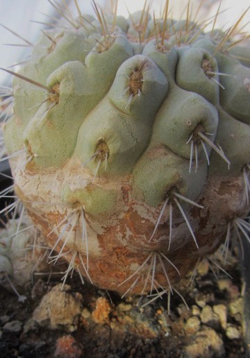 Copiapoa <br>haseltoniana