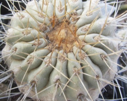 Copiapoa haseltoniana