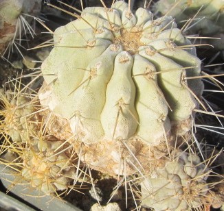 Copiapoa haseltoniana