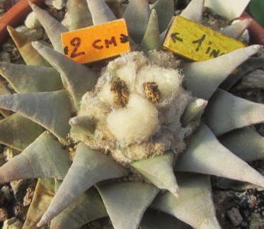 Ariocarpus <br>retusus