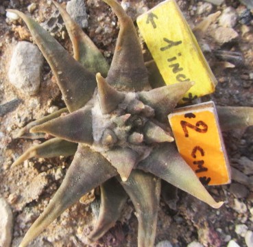 Ariocarpus <br>confusus