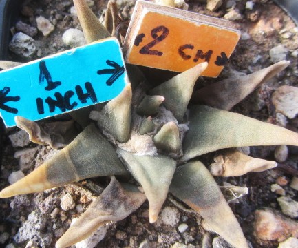 Ariocarpus <br>confusus