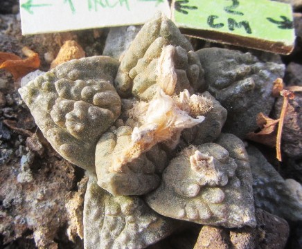 Ariocarpus fissuratus major