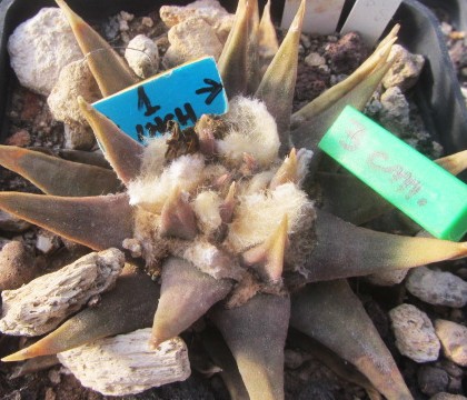 Ariocarpus confusus