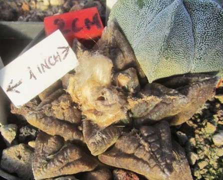 Ariocarpus <br>fissuratus major