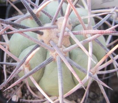 Echinocactus horizonthalonius