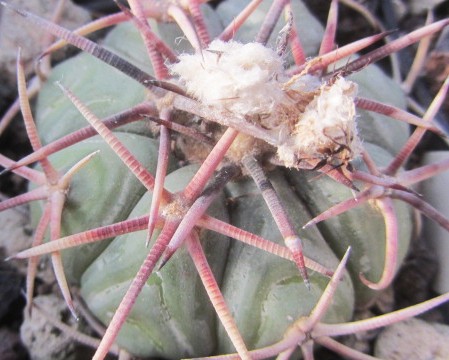 Echinocactus <br>horizonthalonius